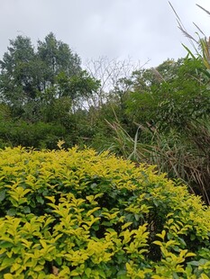 金黄灌木与绿植相映成景