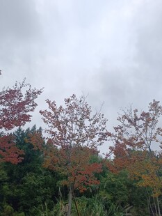 秋日山林红叶景观