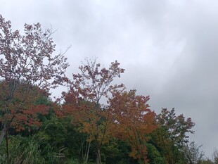 秋日山林多彩树木景观