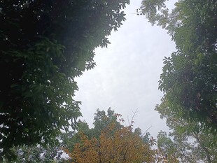 仰视茂密树林树冠