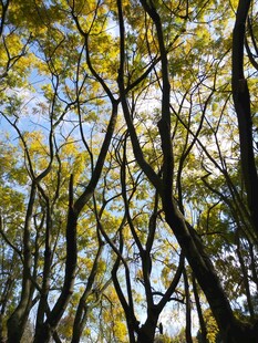 蓝楹花树林