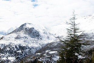 雪山松林景致