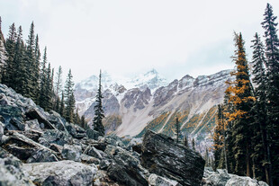山间岩石与挺拔松林美景