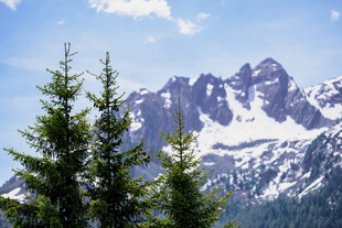 雪山松林美景