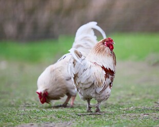 草地上的几只鸡