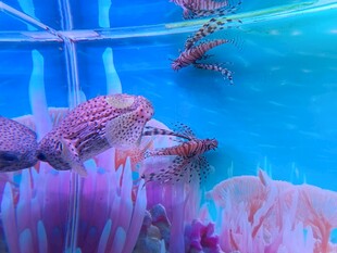 梦幻海底世界景象