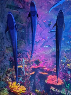 梦幻海底世界中的神秘鱼类