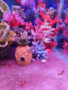 多彩海底珊瑚与贝壳景观