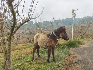 乡村草地上的马