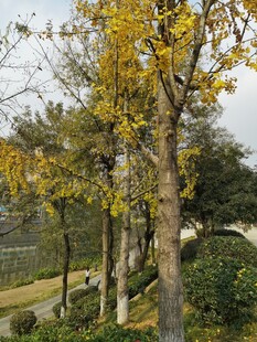 秋日金黄树木的园林景致