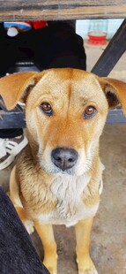 可爱小狗等待主人