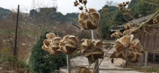 冬日里乡村老旧房屋旁的植物