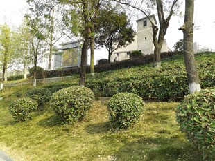 绿意盎然的园林景观