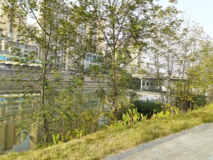 河畔小路旁的绿植与桥梁