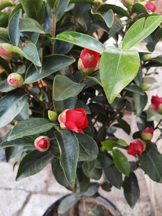 盆栽山茶花绽放美丽