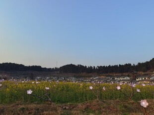 花海美景蓝天映衬田园风光