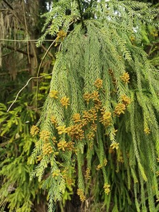 金黄花朵点缀翠绿枝叶