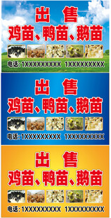 出售鸡苗鸭苗鹅苗广告海报