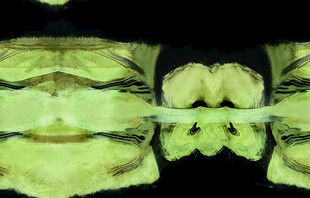 抽象对称绿色纹理图案