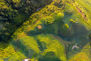 航拍黄绿相间的梯田美景