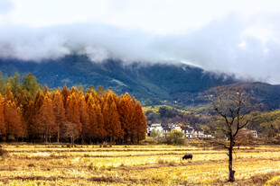 秋日旷野山林美景