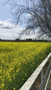 油菜花