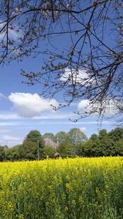 油菜花