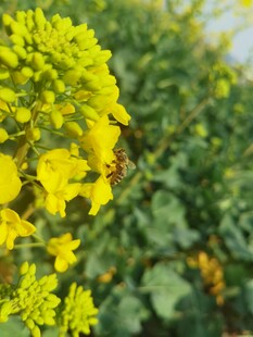 金黄油菜花绽放