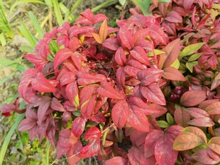 红叶小檗植物特写