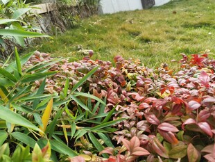多彩多肉植物生长于草地