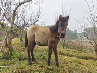 田野中的独立小马