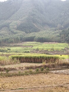 田园风光