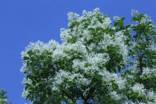 流苏树花 