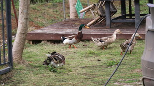 庭院中漫步的一群家禽