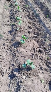 农田里刚种下的嫩绿幼苗