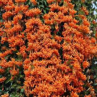 炮仗花