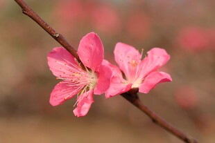 桃花