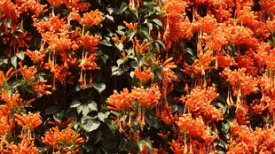  炮仗花