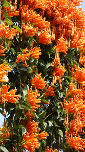  炮仗花