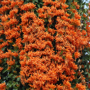  炮仗花 