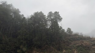 雾中山林景色