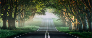 林间雾霭中的梦幻之路