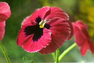 深红三色堇花朵特写