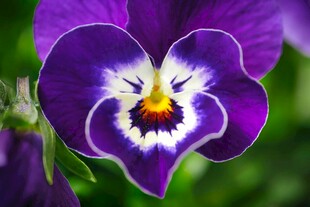 紫色三色堇特写