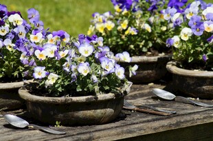 木制托盘上的多彩三色堇