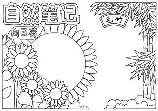 自然笔记线稿插画