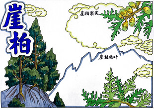 崖柏插画图