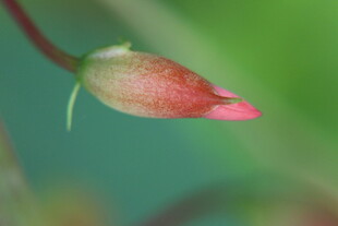 娇艳花骨朵特写