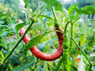 弯曲的红辣椒挂在枝头