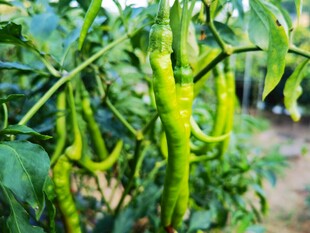 翠绿尖椒挂枝头